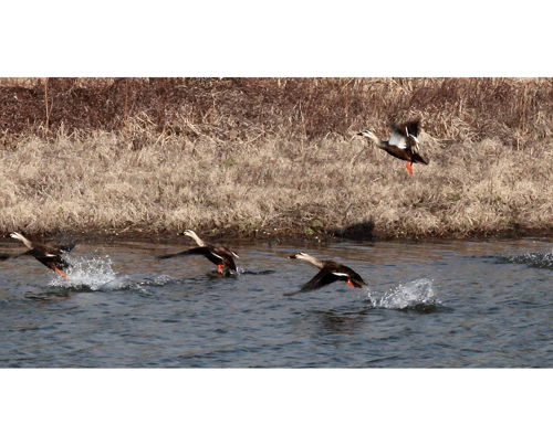 園區(qū)湖內(nèi)的野鴨